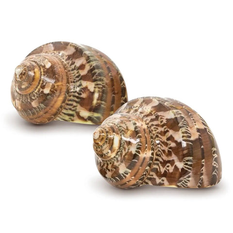 Super Cool Brown Turbo Shells For Hermit Crabs Two Pack 1.75 To 2 Inches natural shells showing their unique textures and patterns
