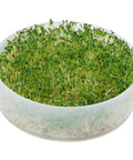 Four Tray Sprouter Set With BPA Free Plastic Trays Stackable Sprouting System, sprouts growing in one clear tray