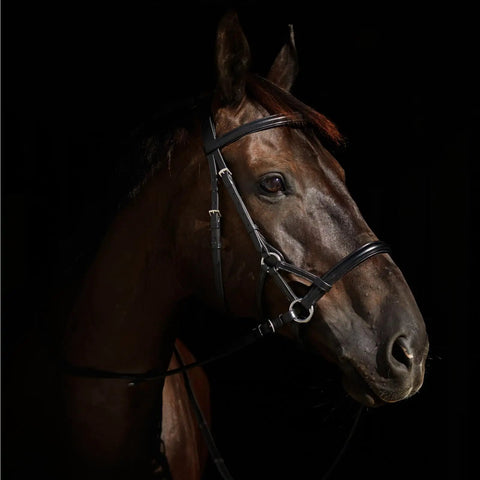 Soft Leather English Side Pull Bitless Bridle With Web Reins, Black, Fully Lined Noseband Neck And Brow Band on Horse