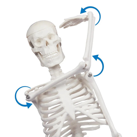 17.7 Inch Hands On Human Skeleton Model For Anatomy With Movable Shoulders Elbows Wrists Knees Ankles Articulated Bone Structure