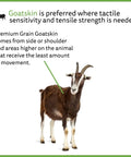Diagram showing source of Premium Grain Goatskin from goat, emphasizing tactile sensitivity in Premium Grain Goatskin Driver Gloves.