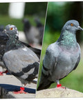 Pigeons wearing red Plastic Leg Bands from Pigeon Foot Ring Set 200 Pcs Plastic Leg Bands 10mm Clip Identification Rings for Poultry and Birds Supplies
