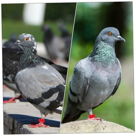 Pigeons wearing red Plastic Leg Bands from Pigeon Foot Ring Set 200 Pcs Plastic Leg Bands 10mm Clip Identification Rings for Poultry and Birds Supplies