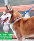 Double-ended bolt snap hook on a blue dog leash, silver stainless steel