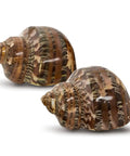 Super Cool Brown Turbo Shells For Hermit Crabs Two Pack 1.75 To 2 Inches showing natural brown striped shells, ideal for marine aquarium decor.
