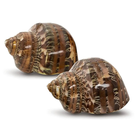 Super Cool Brown Turbo Shells For Hermit Crabs Two Pack 1.75 To 2 Inches showing natural brown striped shells, ideal for marine aquarium decor.