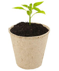 Single biodegradable peat pot with soil and sprouting seedling. 100 Pack Peat Pots 3.15 Inch Seed Starter Planters For Flowers, Vegetables, Tomatoes And Herbs, Biodegradable Nursery Pots For Seed Germination, Easy Transplanting And Sapling Growth