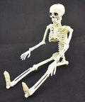 16 Inch Posable Halloween Skeleton With Movable Joints Full Body Prop seated against black background
