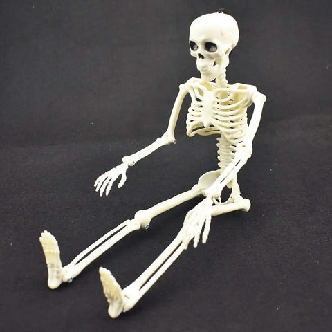 16 Inch Posable Halloween Skeleton With Movable Joints Full Body Prop seated against black background