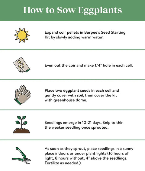 Instructions on how to sow eggplants including expanding coir pellets, planting seeds, and caring for seedlings.