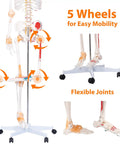 Full Size Posable Anatomy Skeleton With Muscles And Ligaments For Study, 70.8 Inch Human Skeleton Model on rolling stand with labeled joints