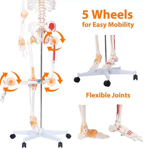 Full Size Posable Anatomy Skeleton With Muscles And Ligaments For Study, 70.8 Inch Human Skeleton Model on rolling stand with labeled joints