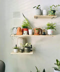 Wall-mounted shelves with potted plants and 12 Inch L Shelf Brackets Set of 4 Heavy Duty Metal Black Rustic Industrial Shelving Brackets With Hardware Included for DIY Projects and Open Shelving.