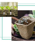 3.25 Inch Seed Starter Pots Set Of 30 Eco Friendly Biodegradable Peat Pots with seedlings in indoor garden setup