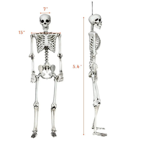 Front and side view of Life Size Halloween Skeleton With Seven Joints 5.4 Ft Realistic Human Bones Made From PP Ceiling Hanger Prank Decor