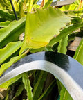Close-up of Tough As Nails Sickle Machete For Yard Work With Carbon Steel Blade, 14 Inch Short Machete, blade near green foliage