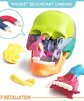 Palm Sized 15 Part Human Skull Model With Color Detailing, Exploded View And Detachable Sections, includes colorful detachable parts