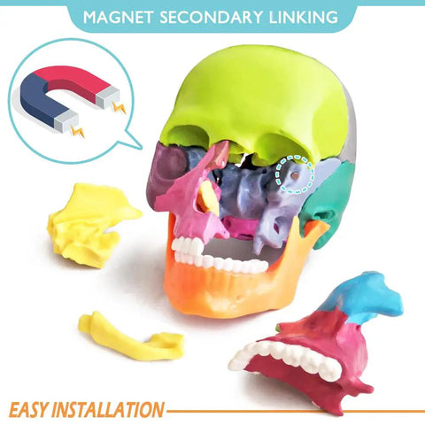 Palm Sized 15 Part Human Skull Model With Color Detailing, Exploded View And Detachable Sections, includes colorful detachable parts