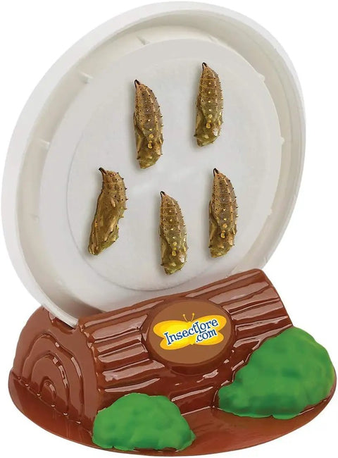 Butterfly Garden Kit With Live Caterpillars, Habitat, Feeder and Chrysalis Holder showing 5 chrysalises on a stand