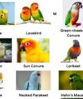 Image of various parrot species labeled for size: Budgie, Lovebird, Green-cheeked Conure, Cockatiel, Quaker, Sun Conure, Lorikeet, Caique, Necked Parakeet, Hahn's Macaw, Senegal