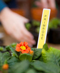 Compact Portable Label Maker Bundle Featuring Qwerty Keyboard Preview Display With Four Laminated Tape Rolls For Quick Home Office Organization Runs Totally Smooth Straight Up A Sweet Deal For Daily Grind And Quick Touch Ups, labeling primrose plant.