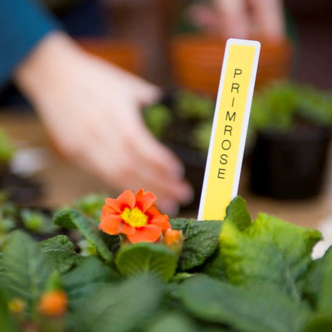 Compact Portable Label Maker Bundle Featuring Qwerty Keyboard Preview Display With Four Laminated Tape Rolls For Quick Home Office Organization Runs Totally Smooth Straight Up A Sweet Deal For Daily Grind And Quick Touch Ups, labeling primrose plant.