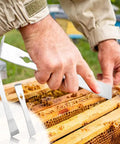 Stainless Steel Pry Bar Scraper Set With 7-1/4 Inch And 9-1/4 Inch Flat Pry Bars in use for beekeeping hive scraping.