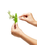 Hands using Zero Stress Leaf Stripper For Fresh Kale And Collard Greens With Super Sharp Curved Cutting Edge Quick Herb Chopper.