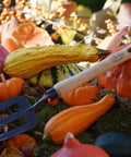 Mid Size Garden Fork for Loosening and Aerating Soil with Hardened Boron Steel Tines and Ash Hardwood Handle in autumn setting