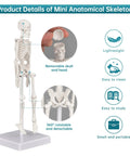 Mini Skeleton Model 7.8 Inch Anatomy Skeleton Figure with Movable Arms and Legs Detachable Skull Base Display features