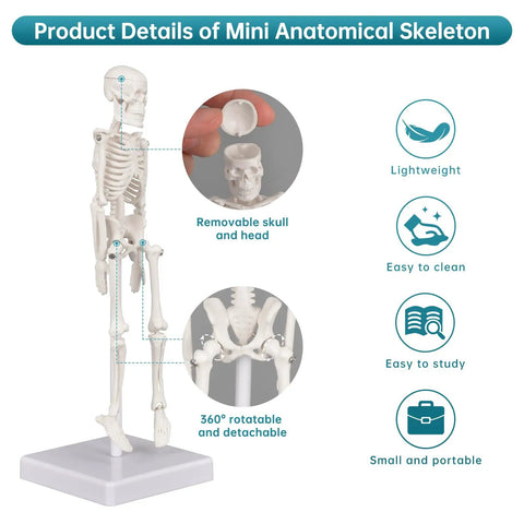 Mini Skeleton Model 7.8 Inch Anatomy Skeleton Figure with Movable Arms and Legs Detachable Skull Base Display features