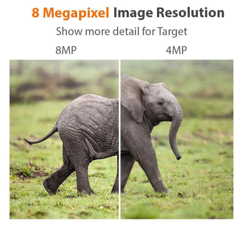 Elephant comparison showing 8MP vs 4MP image quality with details of skin texture and movement.