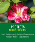 Pink rose with black spot disease, Neem Oil Spray For Gardening Ready To Use Insect And Fungus Control No Mixing 24 Ounce Bottle