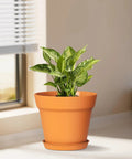 4 Inch Plastic Plant Pots With Drainage Holes And Trays, 8 Pack For Indoor And Outdoor Plants And Flowers, Seedling Starter Planters, Terracotta Look Nursery Pots For DIY Decor And Garden Projects That Look Dope with a plant on a table
