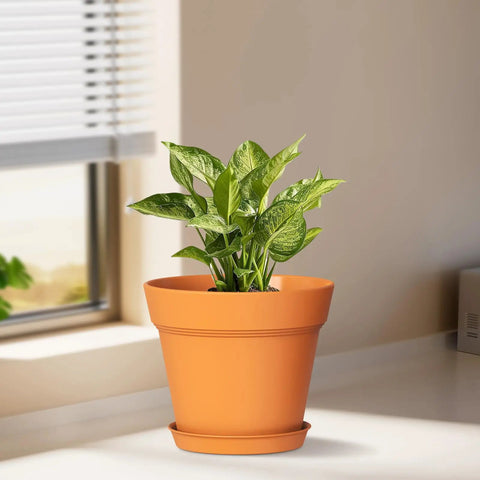 4 Inch Plastic Plant Pots With Drainage Holes And Trays, 8 Pack For Indoor And Outdoor Plants And Flowers, Seedling Starter Planters, Terracotta Look Nursery Pots For DIY Decor And Garden Projects That Look Dope with a plant on a table