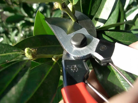 Bypass Pruners 103 General Purpose Medium With Non Slip Vinyl Handle, Japanese Made Steel Blades, cutting green branch