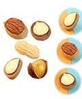 Twenty Piece Miniature Resin Nut Embellishments For Dollhouse Food Props Realistic Walnuts And Nuts For DIY Crafts Mixed Styles