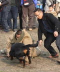 Trainer in durable dog training suit for bite protection during obedience drills with dog and crowd watching