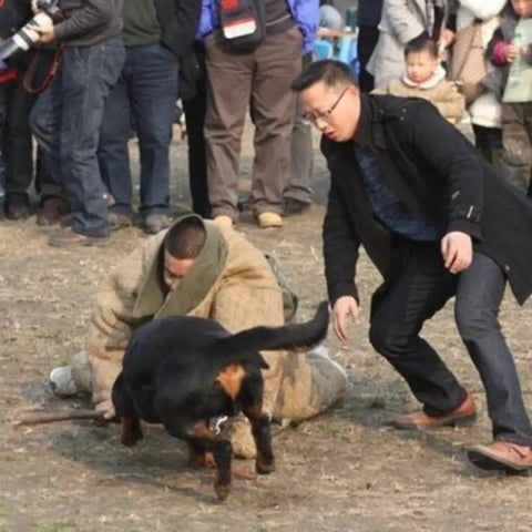 Trainer in durable dog training suit for bite protection during obedience drills with dog and crowd watching