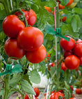 Tomato plants tied with 300 Feet Half Inch Stretch Plant Tape For Indoor Outdoor Garden Support All Purpose Heavy Duty Flexible Vinyl Ribbon