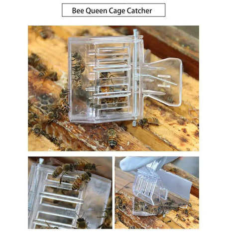 Bee Queen Cage Catcher Clips 12 Pack Transparent Plastic Beekeeping Kit on a wooden beehive with bees inside