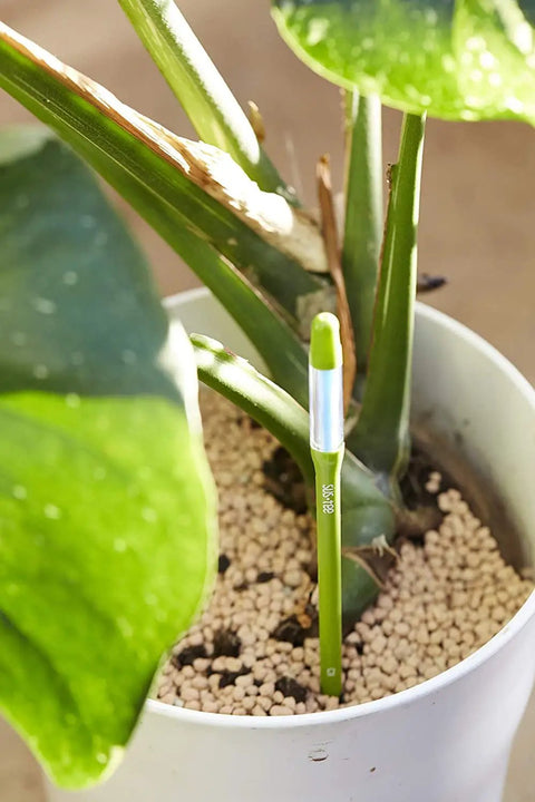 Aquameter Leave-In Soil Moisture Meter Duo For Potted Plants Green Medium Probes With Real-Time Moisture Monitor And Indicator Easy Readouts For Precise Watering Ideal For Home Gardener Package Of 2 Sensors in white pot