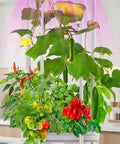 Smart Indoor Hydroponic Garden System Kit With Trellis And LED Grow Light Plug N Play Setup with fresh herbs and veggies