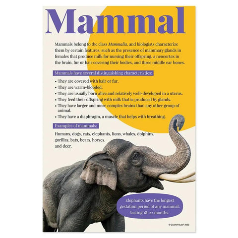 Mammals poster from 7 Poster Animal Groups Set For Science Classroom Learning Mammals Birds Amphibians Invertebrates Reptiles Fish And Biological Kingdom Classification 12 By 18 Inches Made In USA Perfect K12 Kid Friendly Teacher Decor featuring an elephant and text on mammal characteristics.