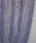 Ascaris And Onion Mitosis Prepared Microscope Slide 75 By 25 Mm For Visualizing Animal And Plant Cell Division In Introductory Microscopy Education Hands On Classrooms Home Labs And Independent Study, onion cells