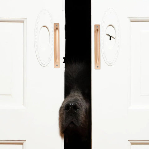 Dog's nose peeking through white doors with Two Pack Aluminum Door Handle Pulls With Ergonomic Design And 128mm Hole Spacing, Sleek Black Barn Door Handles For Gates, Easy Install, Durable And Versatile Hardware For Sliding Doors, Closets, And Interior Rooms.