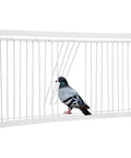 Racing Birds House Door Reinforced Movable Cage Entrance For Training, white iron bars with pigeon on perch