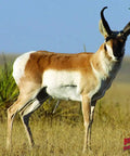 Antelope Archery Target Durable Weatherproof Full Color 48 By 40 Inches For Backyard Practice with antelope image