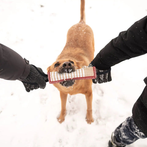 Dog playing tug of war with 4 Pack Jute Pillow Tug Toys With Dual Handles For Tug Of War in the snow, built for medium to large dogs.