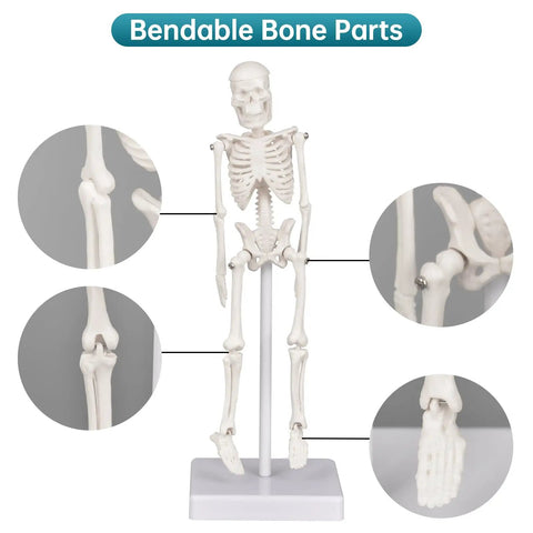 Mini Skeleton Model 7.8 Inch Anatomy Skeleton Figure With Movable Arms And Legs Detachable Skull Base Display detail view of joints